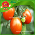 100% natural planting Crystal red tomato a tomato from China